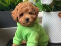 TOY POODLE SEVİMLİ YAVRULAR 