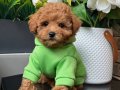 TOY POODLE SEVİMLİ YAVRULAR 
