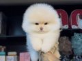 POMERRİAN boo yavrular 