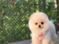 POMERRİAN boo yavrular 