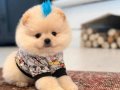 POMERRİAN boo yavrular 