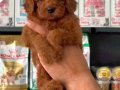 TOY POODLE SEVİMLİ YAVRULAR 
