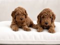 TOY POODLE SEVİMLİ YAVRULAR 
