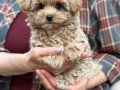 MALTİPOO CİNSİ YAVRULAR EV ÜRETİMİ 
