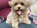 MALTİPOO CİNSİ YAVRULAR EV ÜRETİMİ 