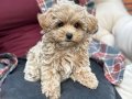 MALTİPOO CİNSİ YAVRULAR EV ÜRETİMİ 