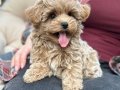 SEVİMLİ TOY POODLE YAVRUMUZ 