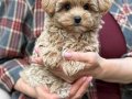 SEVİMLİ TOY POODLE YAVRUMUZ 