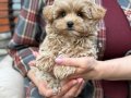 SEVİMLİ TOY POODLE YAVRUMUZ 