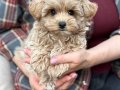 SEVİMLİ TOY POODLE YAVRUMUZ 