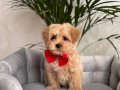 KAHVE TONLU MALTİPOO CİNSİ YAVRULAR 