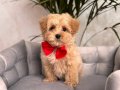 KAHVE TONLU MALTİPOO CİNSİ YAVRULAR 