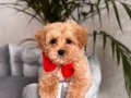 KAHVE TONLU MALTİPOO CİNSİ YAVRULAR 