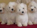 KAR BEYAZ MALTESE TERRİER CİNSLERİ 
