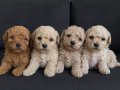 TOY POODLE SEVİMLİ YAVRULAR 