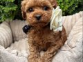 TOY POODLE SEVİMLİ YAVRULAR 