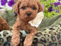 TOY POODLE SEVİMLİ YAVRULAR 