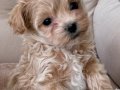TOY POODLE SEVİMLİ YAVRULAR 