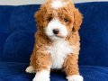 MALTİPOO CİNSİ YAVRULAR EV ÜRETİMİ 