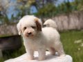 MALTİPOO CİNSİ YAVRULAR EV ÜRETİMİ 