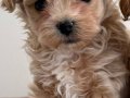 MALTİPOO CİNSİ YAVRULAR EV ÜRETİMİ 