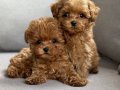 TOY POODLE SEVİMLİ YAVRULAR 