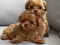 TOY POODLE SEVİMLİ YAVRULAR 