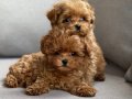TOY POODLE SEVİMLİ YAVRULAR 