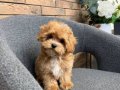 MALTİPOO CİNSİ YAVRULAR 