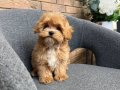 MALTİPOO CİNSİ YAVRULAR 