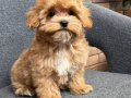 MALTİPOO CİNSİ YAVRULAR 