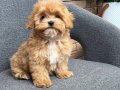 MALTİPOO CİNSİ YAVRULAR 