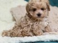 TOY POODLE SEVİMLİ YAVRULAR 