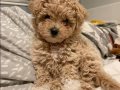 TOY POODLE SEVİMLİ YAVRULAR 