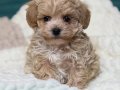 TOY POODLE SEVİMLİ YAVRULAR 