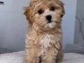 MALTİPOO CİNSİ YAVRULAR 