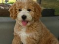MALTİPOO CİNSİ YAVRULAR 