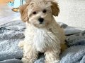 MALTİPOO CİNSİ YAVRULAR 