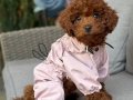 TOY POODLE SEVİMLİ YAVRULAR 