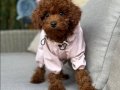 TOY POODLE SEVİMLİ YAVRULAR 