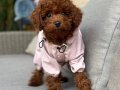 TOY POODLE SEVİMLİ YAVRULAR 