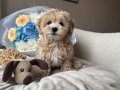 KAHVE TONLU MALTİPOO CİNSİ YAVRULAR 