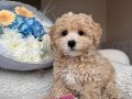KAHVE TONLU MALTİPOO CİNSİ YAVRULAR 