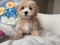 KAHVE TONLU MALTİPOO CİNSİ YAVRULAR 
