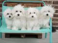 MALTESE TERRİER CİNSİ YAVRULAR 