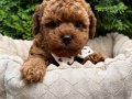 TOY POODLE SEVİMLİ YAVRULAR 