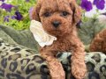 TOY POODLE SEVİMLİ YAVRULAR 