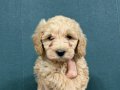 TOY POODLE SEVİMLİ YAVRULAR 