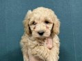 TOY POODLE SEVİMLİ YAVRULAR 