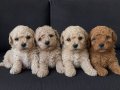 TOY POODLE SEVİMLİ YAVRULAR 